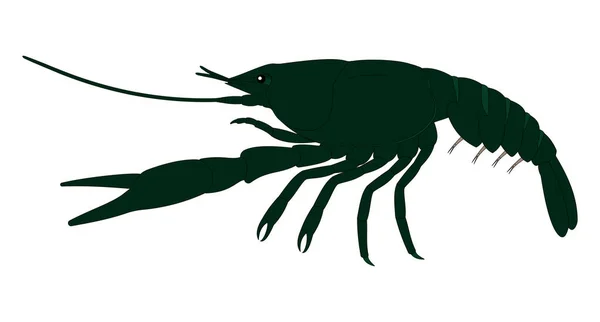 Crayfish Εξωτερική Ανατομία Πλευρική Άποψη — Διανυσματικό Αρχείο