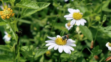  Waspon arısı Beyaz çiçeklere uçuyor