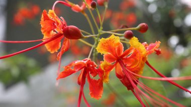 Kapalı portakal çiçeği, kraliyet puantiyesi, göz alıcı ağaç.  