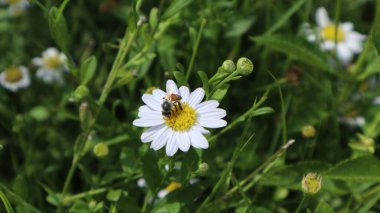 beyaz çiçek (çiçek açan çiçekler))