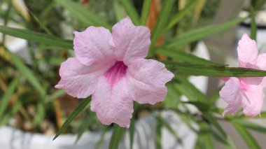 Pembe çiçekler açıyor, mor çiçekler ve otlar.