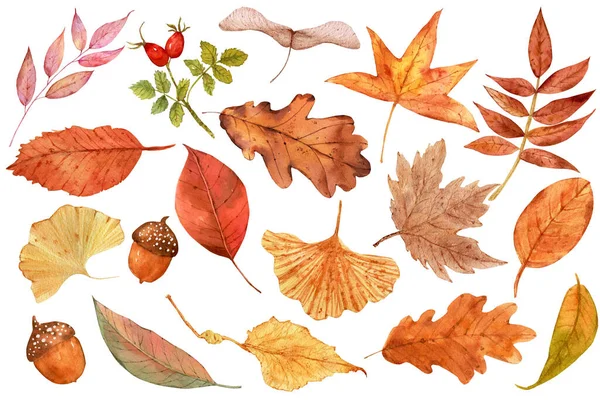 Aquarelset Van Herfstbladeren Eikels Rozenbottel Herfst Botanische Collectie — Stockfoto