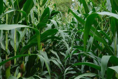 mısır tarlada bitki 