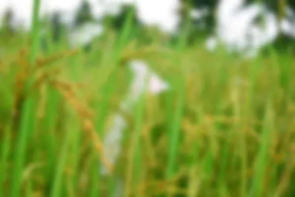 Schöne Reisfeld Und Ähre Des Reises Unklarer Hintergrund — Stockfoto