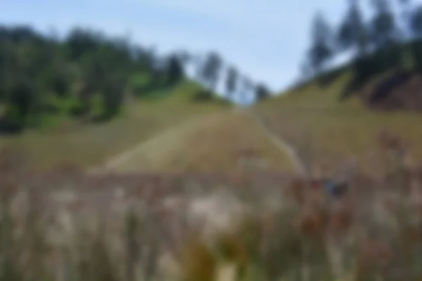 Blur View Meadow Summer View Dry Grass Blurred Background — Stock Photo, Image