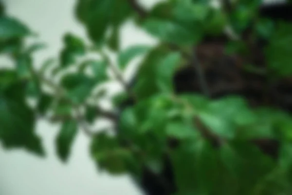 Defokussierter Blick Auf Das Grüne Blatt Landschaft Ökologie Frisches Tapetenkonzept — Stockfoto