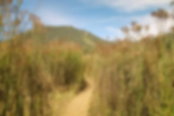 夏天草甸的景色朦胧 有干草的景色 模糊的背景 — 图库照片