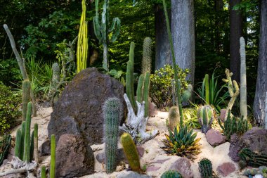 Ormandaki kaktüs bahçesi kayaların arasında