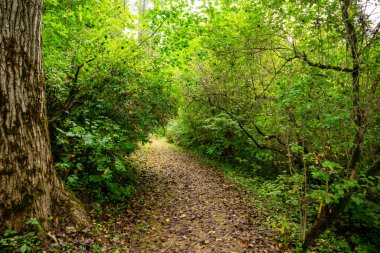 Ormanda yaprakların döküldüğü bir patika.