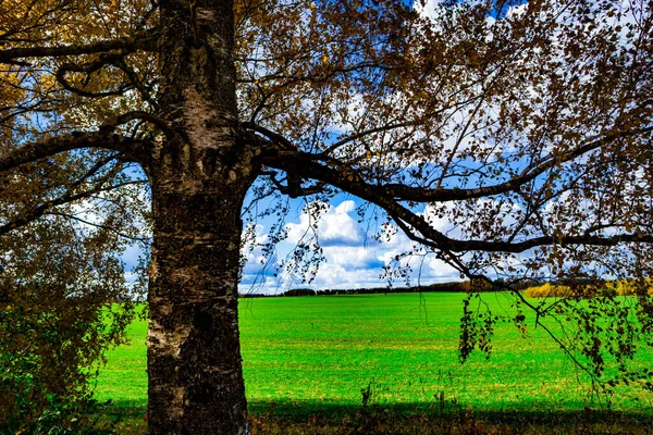 Birke Der Nähe Einer Grünen Wiese Auf Einem Bewölkten Himmel — Stockfoto