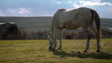 Yaşlı bir at zavallı köyün etrafında otluyor.
