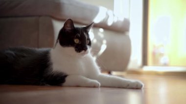 Bir kedi kurdeleyle oynuyor.