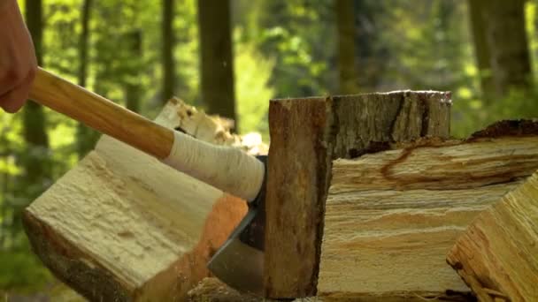 Man Cutting Wood Forest — Stock Video