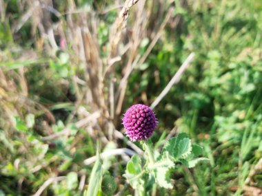 Otların arasında yuvarlak mor çiçekler
