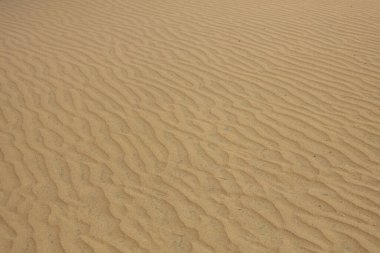 Gran Canaria kumulları - Maspaloma kum çölü. Yüksek kaliteli fotoğraf.