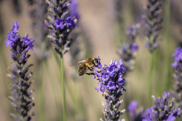 Closeup of a bee on a lavender flower. High quality photo