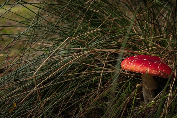 Primer Plano Hermosa Seta Mosca Roja Hierba Foto Alta Calidad —  Fotos de Stock