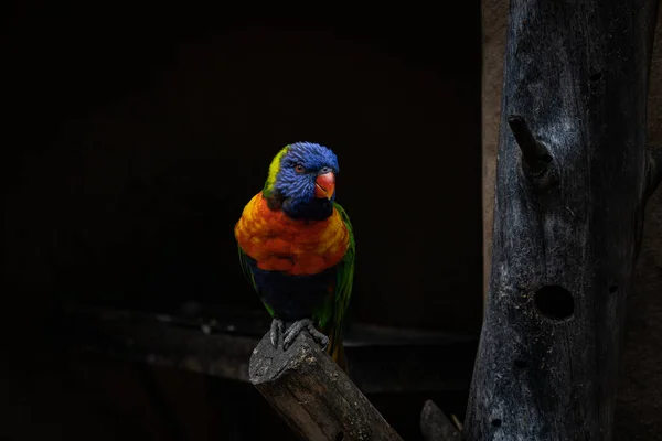 Close Papagaio Muito Bonito Colorido Poleiro Log Foto Alta Qualidade Imagens Royalty-Free