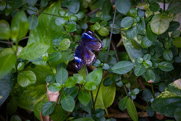 정원의 아름다운 나비를 클로즈업합니다 고품질 — 스톡 사진