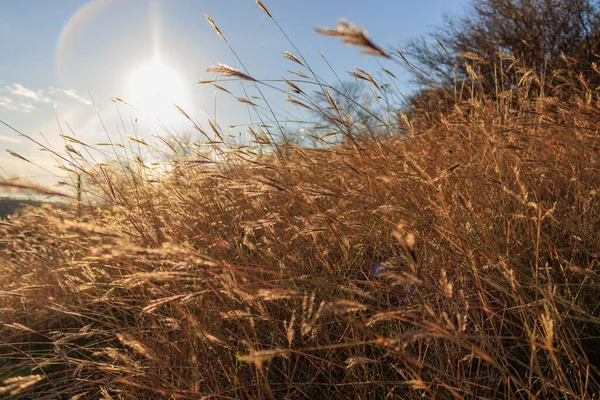 Summer Background Wheat Ears Field Gold Tones High Quality Photo — Stock Photo, Image