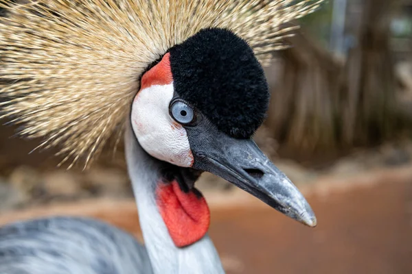 Retrato Una Hermosa Grúa Oriental Coronada Concéntrate Ojo Foto Alta — Foto de Stock