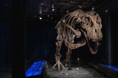 Brüksel, Belçika 'daki Doğal Bilimler Müzesi, T-rex iskeleti - 12-14-2021