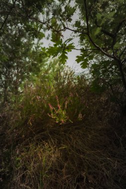 Ormandaki Heather güneş tarafından çok güzel aydınlatılıyor. Yüksek kaliteli fotoğraf.