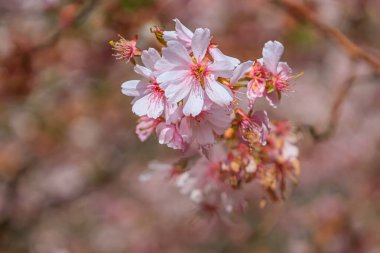 Çiçek açan Sakura Şubesi 'ne yakın çekim. Çiçekli Japon bahçesi. Yüksek kalite fotoğraf