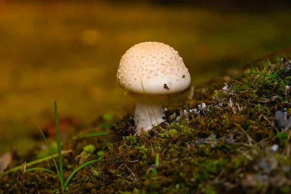 Macro Photo Small White Mushroom Growing Out Fertile Soil Forest — Stock Photo, Image