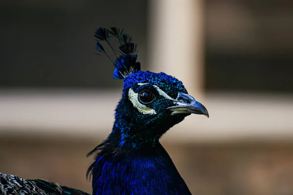 Hermoso Retrato Pavo Real Masculino Sobre Fondo Borroso Foto Alta — Foto de Stock