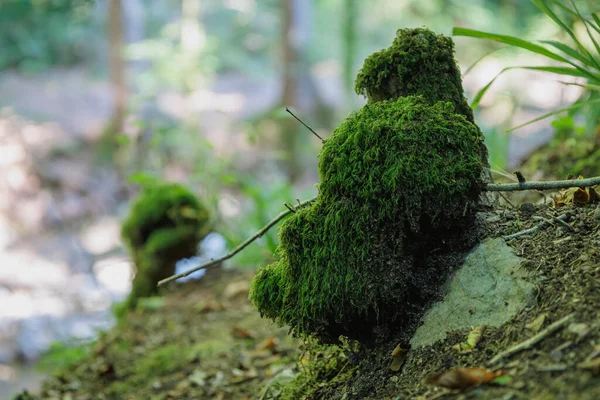 Güzel Parlak Yeşil Yosun Ormandaki Sert Taşları Kaplıyor Makro Görünüm — Stok fotoğraf