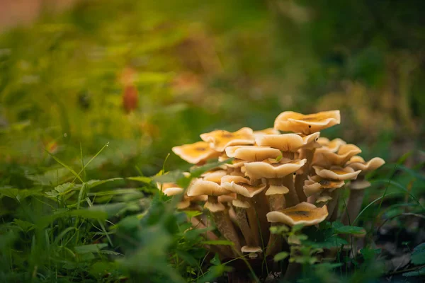 Piękne Zbliżenie Grupy Grzybów Rosnących Trawie Ciemnym Tle Lasu Bokeh — Zdjęcie stockowe