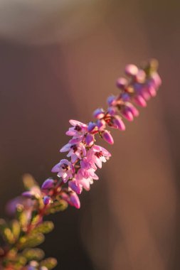 Bu sezonun başında Belçika 'da altın saatinde açan mor fundanın makro çekimi..