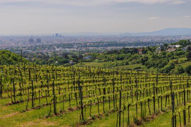 İlkbaharda Avusturya 'nın Viyana kentinin etrafındaki tepelerdeki üzüm bağlarında bir yürüyüş..