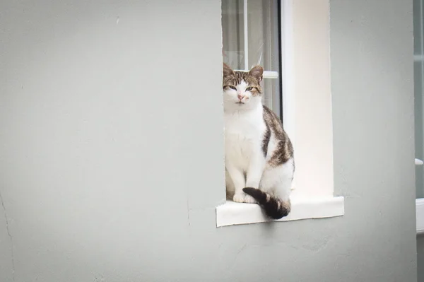 Katze Sitzt Fenster — Stockfoto