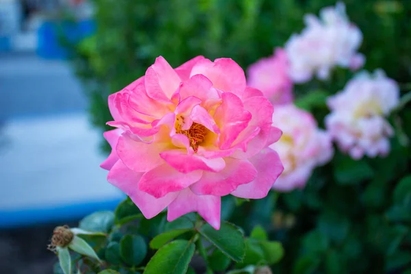 Beautiful pink rose flowers blooming in the rose garden