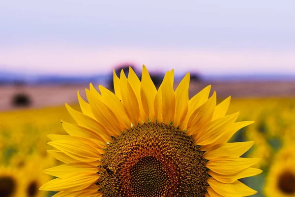 Beautiful young sunflower in a natural background, the center of a growing unrevealed flower, petals close-up, a circle of a large fresh bright flower in the garden. summer postcard, wallpaper closeup. Shallow depth of field.