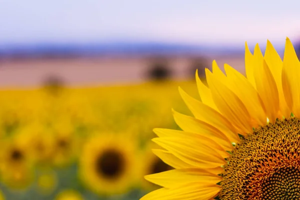 Beautiful young sunflower in a natural background, the center of a growing unrevealed flower, petals close-up, a circle of a large fresh bright flower in the garden. summer postcard, wallpaper closeup. Shallow depth of field.