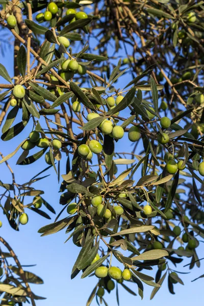 Green olives close up. Olive tree branch. Organic products.