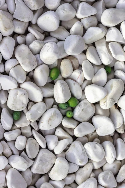 White decorative pebbles with olives close-up. Background. White pebbles background, simplicity, daylight, stones