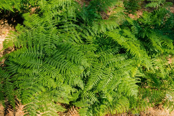 Fern close-up in the forest on a pine litter. Texture. Wild common bracken plants background.