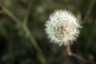 Aile evinin arka bahçesinde bir karahindiba başı.