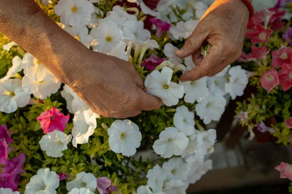 Yaşlı Büyükannenin Elleri Çiçek Topluyor — Stok fotoğraf