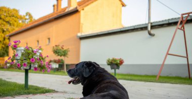 12 yaşında siyah bir Labrador aile evinin bahçesinde soluk soluğa yatıyor. Köpeğin arkadan çekilmiş fotoğrafı, dikiz aynası.