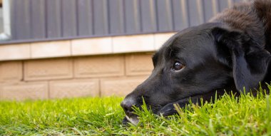 Köpek çimlerin üzerinde yatıyor. Gri saçlı, yaşlı bir labrador 'un ağızlık sesi. 12 yaşında çimlerin üzerinde yatan bir labrador 'un hüzünlü bakışı.