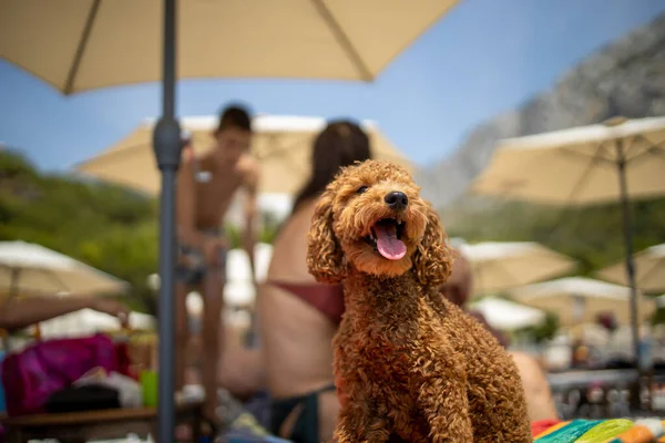Kırmızı bir kaniş kumsalın tadını çıkarıyor. Köpek ağzını açtı, böylece dişleri ve dili görünür oldu.