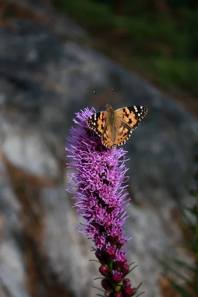 Beau Papillon Sur Une Fleur — Photo