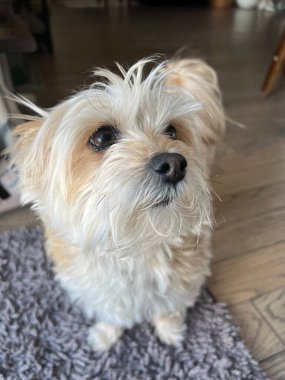 Evimde bir Yorkshire ipek teriyer köpeği portresi