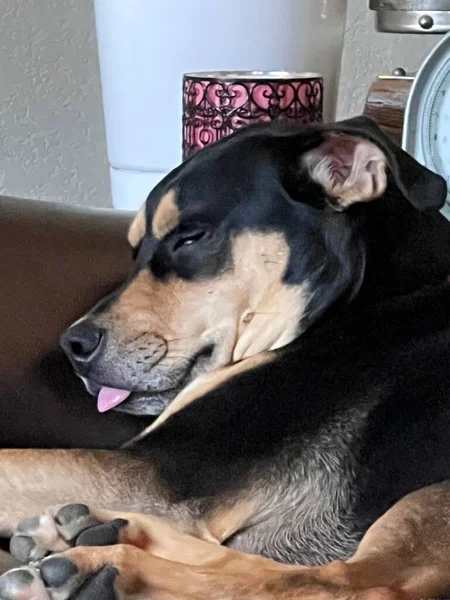 Rescue Paisley Sleeping Couch Her Tongue Out — Stock Photo, Image