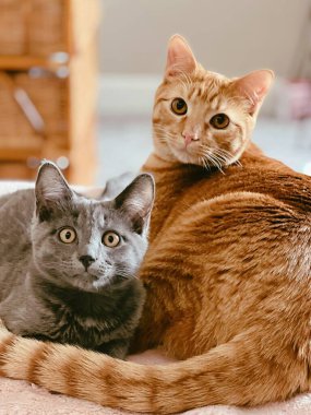 Bunlar benim kızım. Çok iyi arkadaşlar ve onun en sevdiği iki kedi..